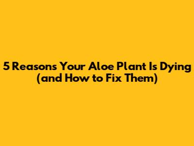 5 Reasons Your Aloe Plant Is Dying (and How to Fix Them)