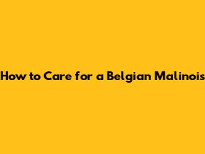 How to Care for a Belgian Malinois