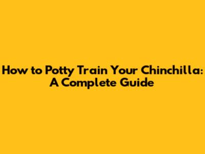 How to Potty Train Your Chinchilla: A Complete Guide