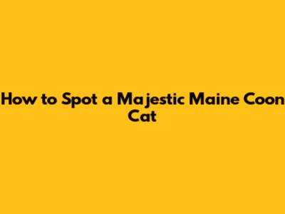 How to Spot a Majestic Maine Coon Cat