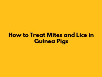 How to Treat Mites and Lice in Guinea Pigs